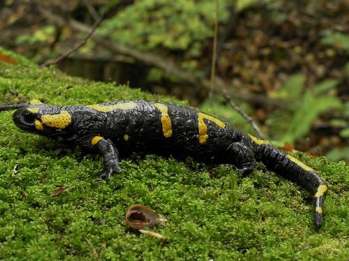 salamandra škvrnitá