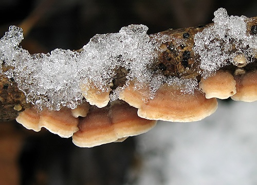 pevník chlpatý / pevník chlupatý