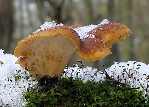 trúdnik premenlivý / choroš měnlivý