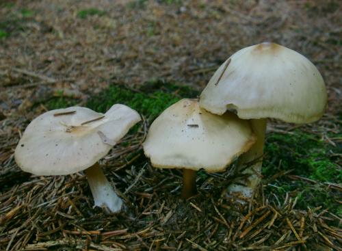 peniazovka maslová sivá / penízovka kuželovitá