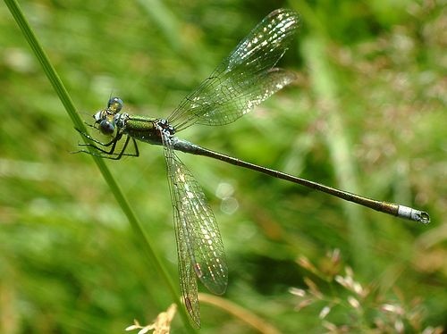 šidlovka pásikavá / šídlatka páskovaná / Common Spreadwing