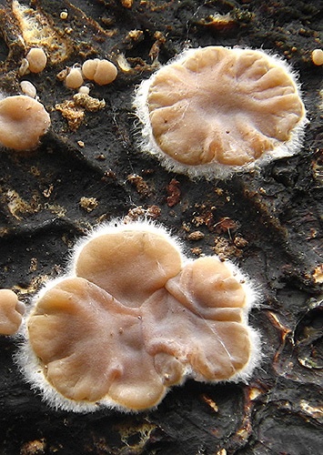 uchovka pásikavá / boltcovitka mozkovitá