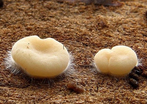 uchovka pásikavá / boltcovitka mozkovitá