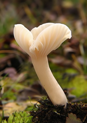 Lúčnica snehobiela