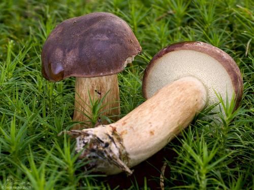 suchohríb hnedý / hřib hnědý