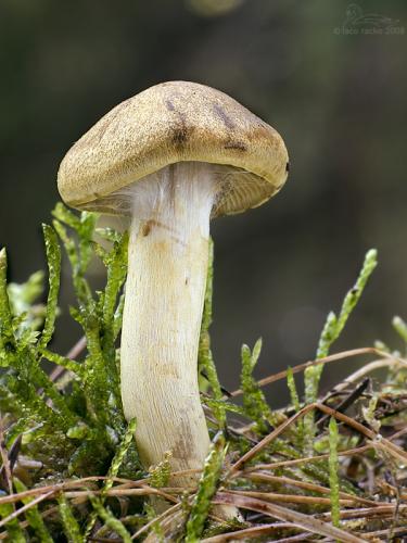 pavučinovec (bližšie neurčený)