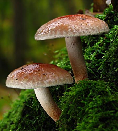 strapcovka tehlovočervená / třepenitka cihlová