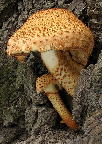 šupinovka šupinatá / šupinovka kostrbatá
