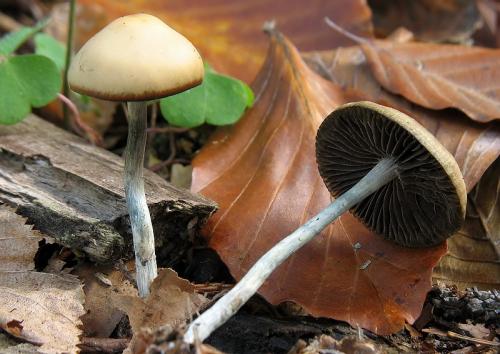 holohlavec český / lysohlávka česká