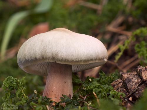 peniazovka maslová sivá / penízovka kuželovitá