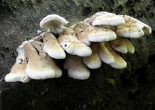 mäkkúšik kučeravý / měkkouš kadeřavý
