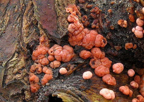 hlivka červená / rážovka rumělková