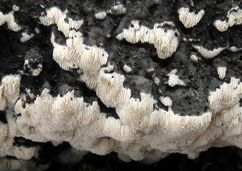 Neznáma drevokazná huba