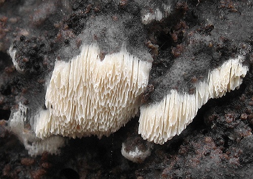 Neznáma drevokazná huba