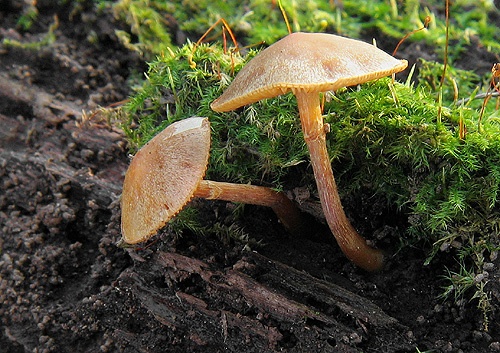 kapucňovka okrovohnedastá / čepičatka jehličnanová