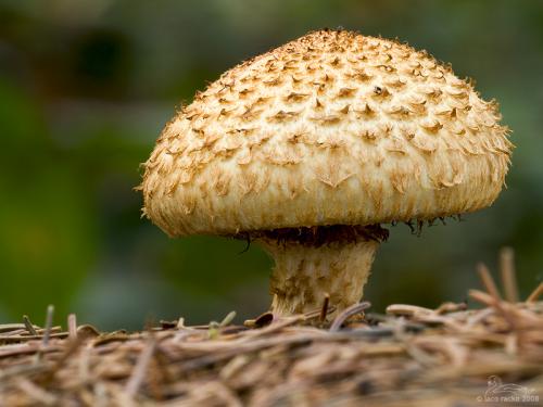 šupinovka šupinatá / šupinovka kostrbatá