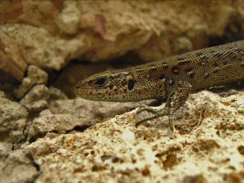 jašterica živorodá