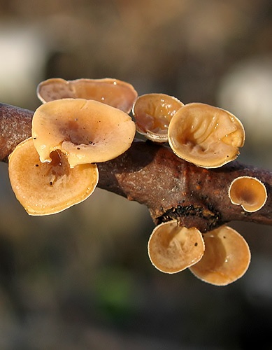 škľabka plstnatá / mušlovka plstnatá