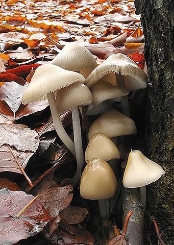 prilbička ružovolupeňová / helmovka tuhonohá