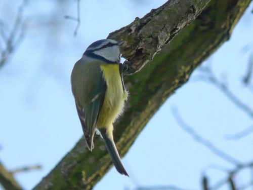 Parus caeruleus