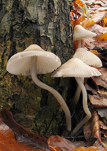 prilbička ružovolupeňová / helmovka tuhonohá