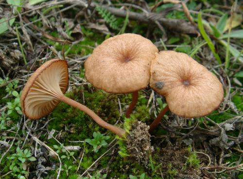 kalichovka / kalichovka pánvičkovitá