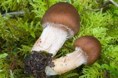 vláknica / vláknice hnědoučká