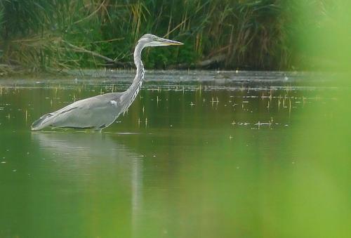 ardea cinerea