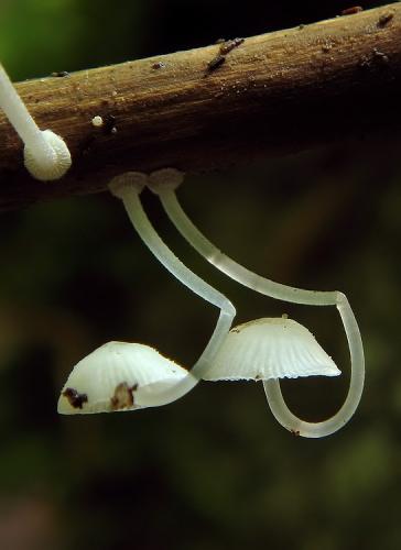 prilbička diskovitá / helmovka diskovitá