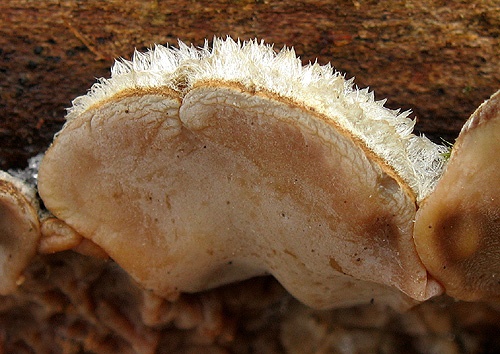 uchovka pásikavá / boltcovitka mozkovitá