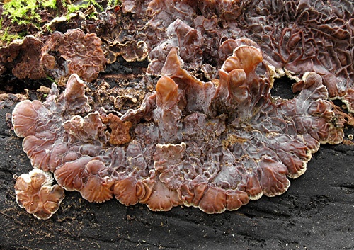 uchovka pásikavá / boltcovitka mozkovitá