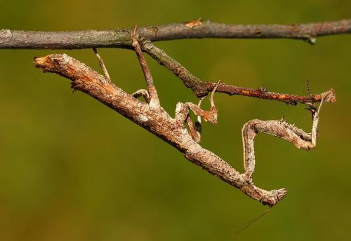 Mantid - Mantis