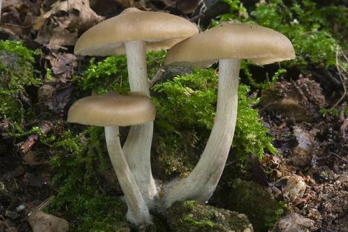 hodvábnica vtlačená odporná / závojenka vmáčklá páchnoucí