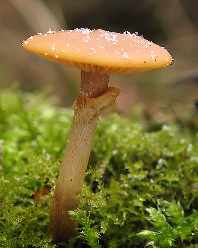 kapucňovka okrovohnedastá / čepičatka jehličnanová