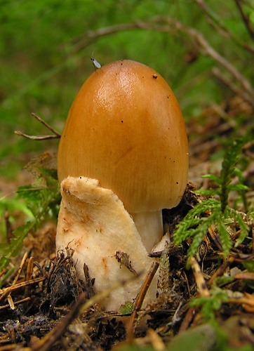 muchotrávka plavohnedá / muchomůrka plavá