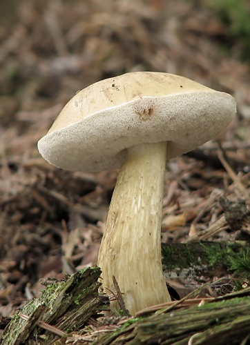 podhríb žlčový / hřib žlučník