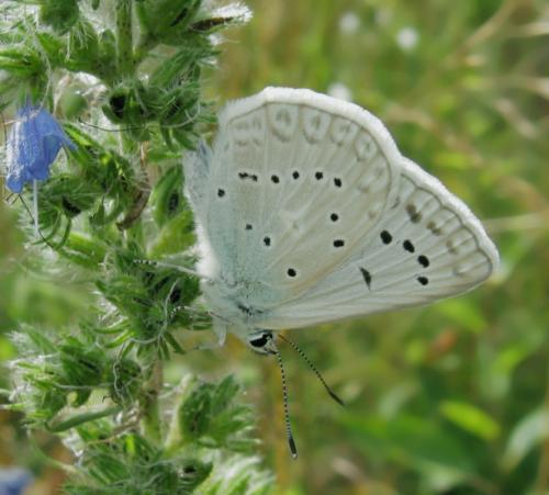 Polyommatus daphnis