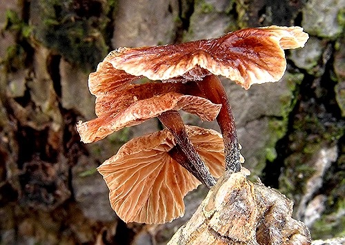 tanečnica smradľavá / špička páchnoucí