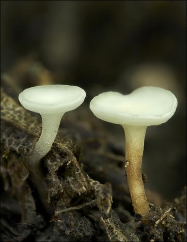 čiašočka ovocná / voskovička plodová