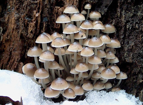 prilbička hnedosivá / helmovka pařezová