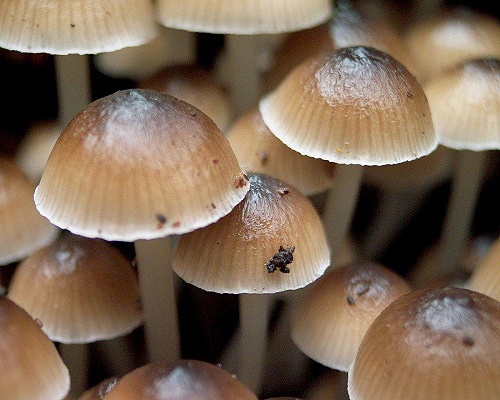 prilbička hnedosivá / helmovka pařezová