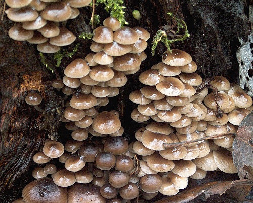 prilbička hnedosivá / helmovka pařezová