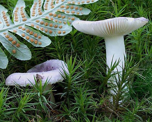 plávka fialová / holubinka fialová