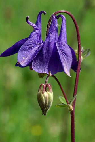 orlíček obyčajný