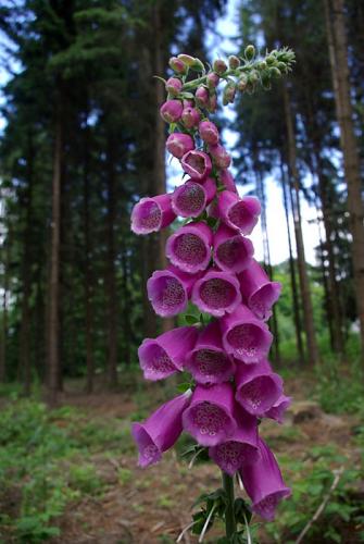 náprstník červený