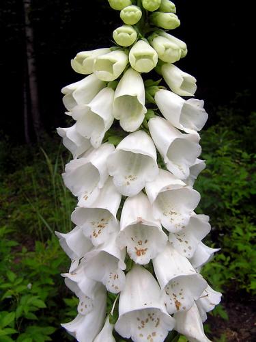 náprstník červený