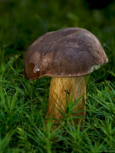 suchohríb hnedý / hřib hnědý