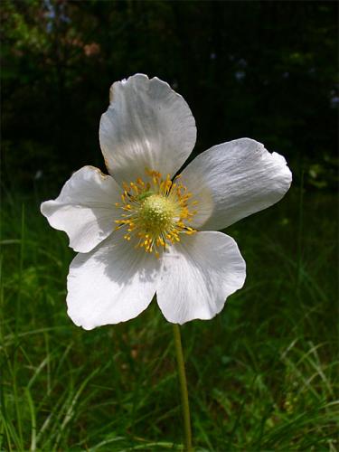 veternica lesná