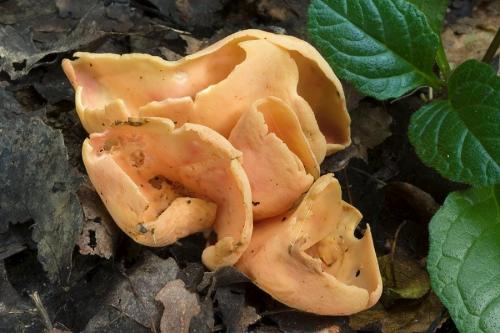 uško oslie / ouško kornoutovité