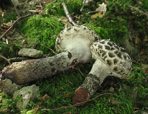 šiškovec šupinatý / šiškovec černý